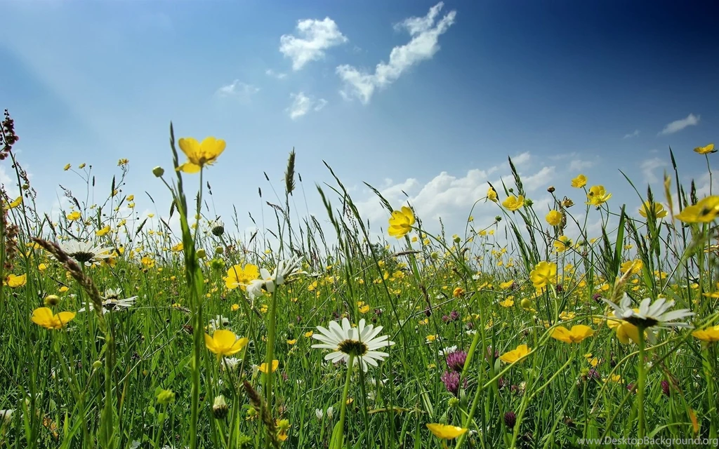 Wildflower Wallpapers Wallpapers Cave