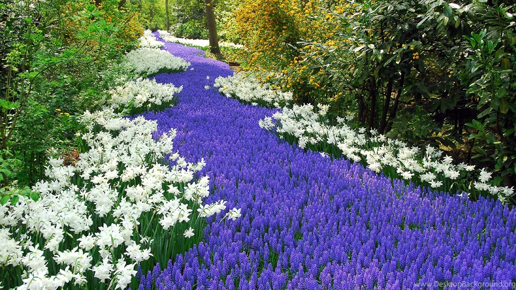 Wild Flower 4K Spring Wallpapers