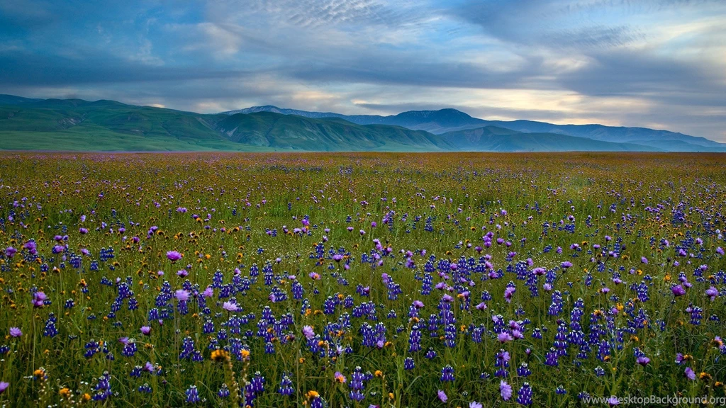 Wildflower Meadow Wallpapers