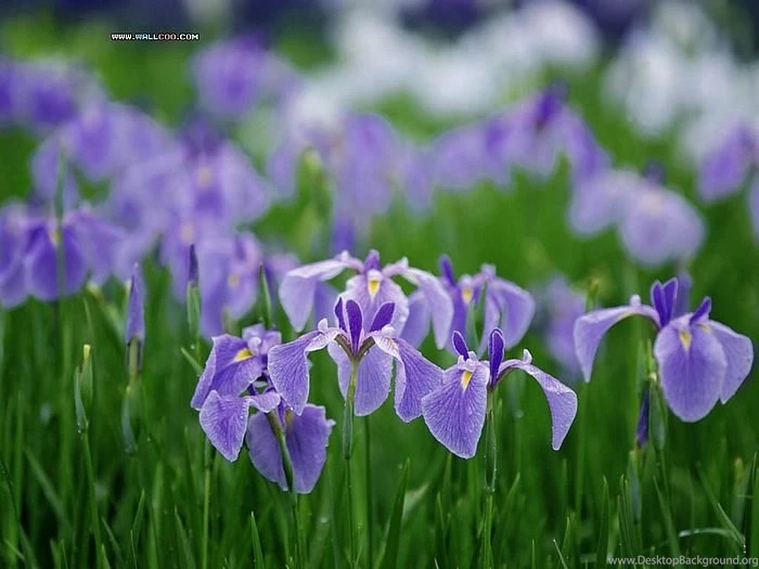 Purple Wild Flowers Wallpapers Purple Flowers Wallpaper6 ...