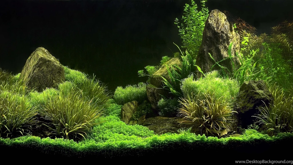 Charming Screensavers Site: Aquarium Freshwater Screensaver
