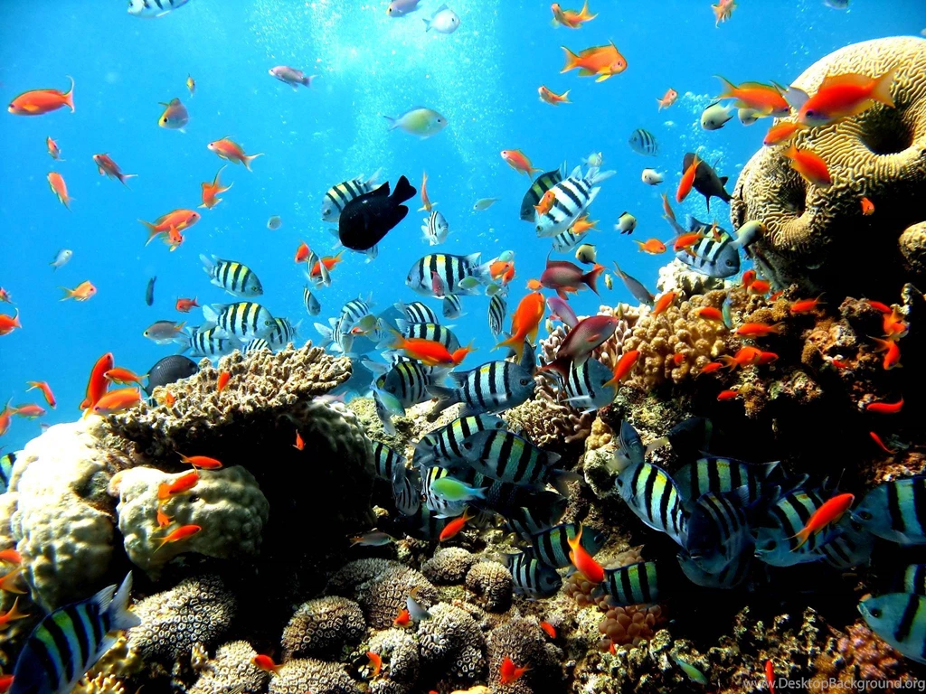Aquarium Free Download Hd Wallpapers