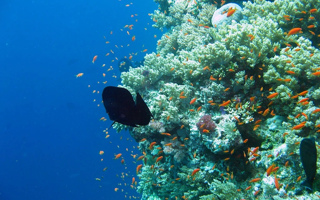 Free Wallpapers: Aquarium Hd Wallpaper, Aquarium Wallpapers