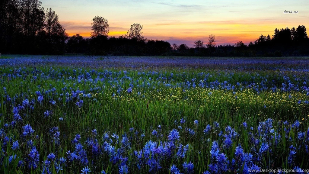 Wild Flower Wallpapers Wallpapers High Definition
