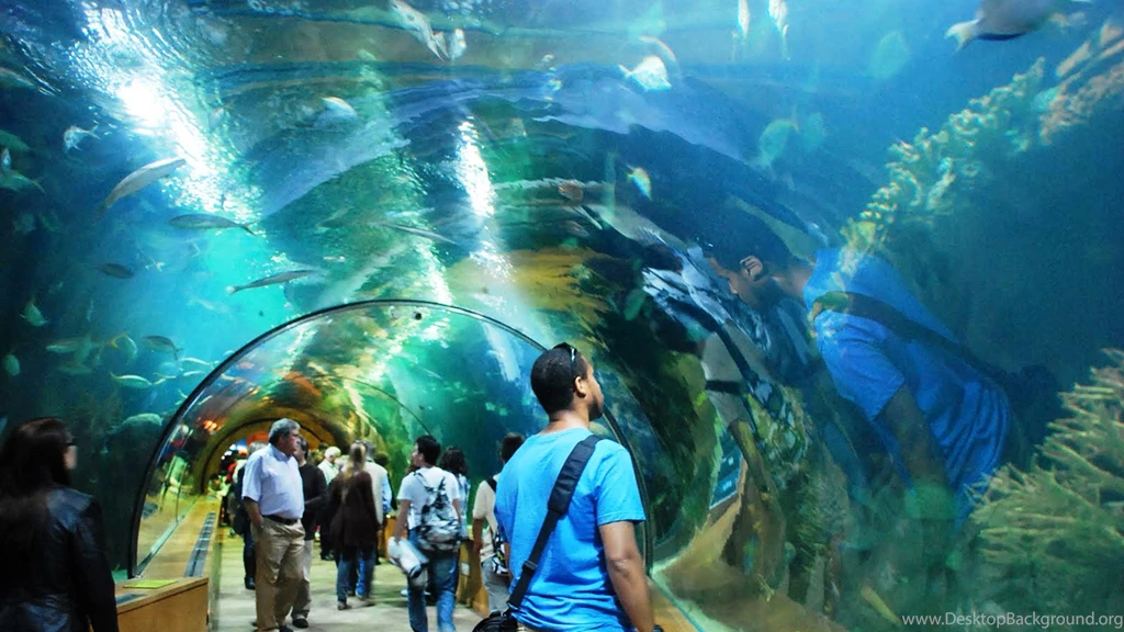 Aquarium Wallpapers 30 – HD Wallpaper, Wallpapers Pics The Best ...