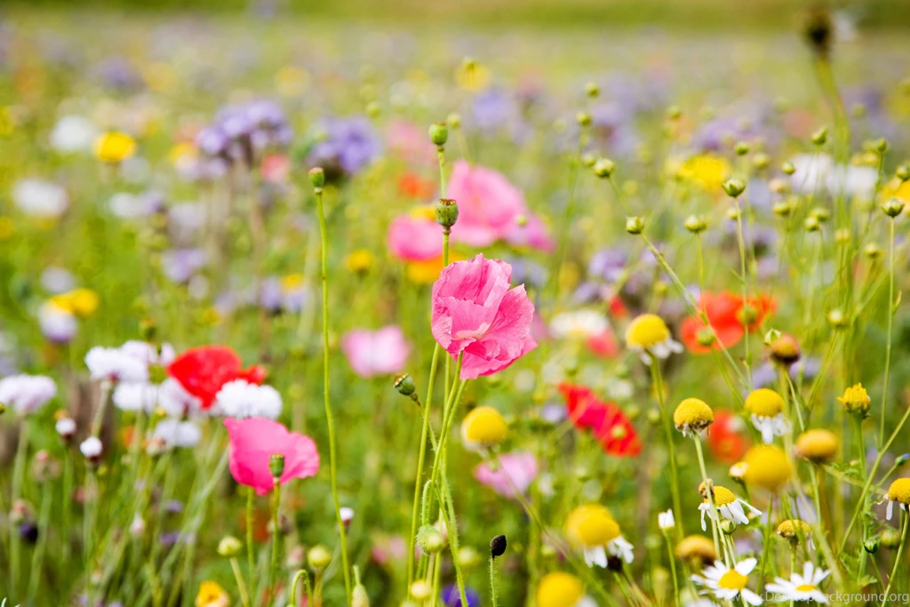 Wildflowers Wallpapers Wallpapers Cave