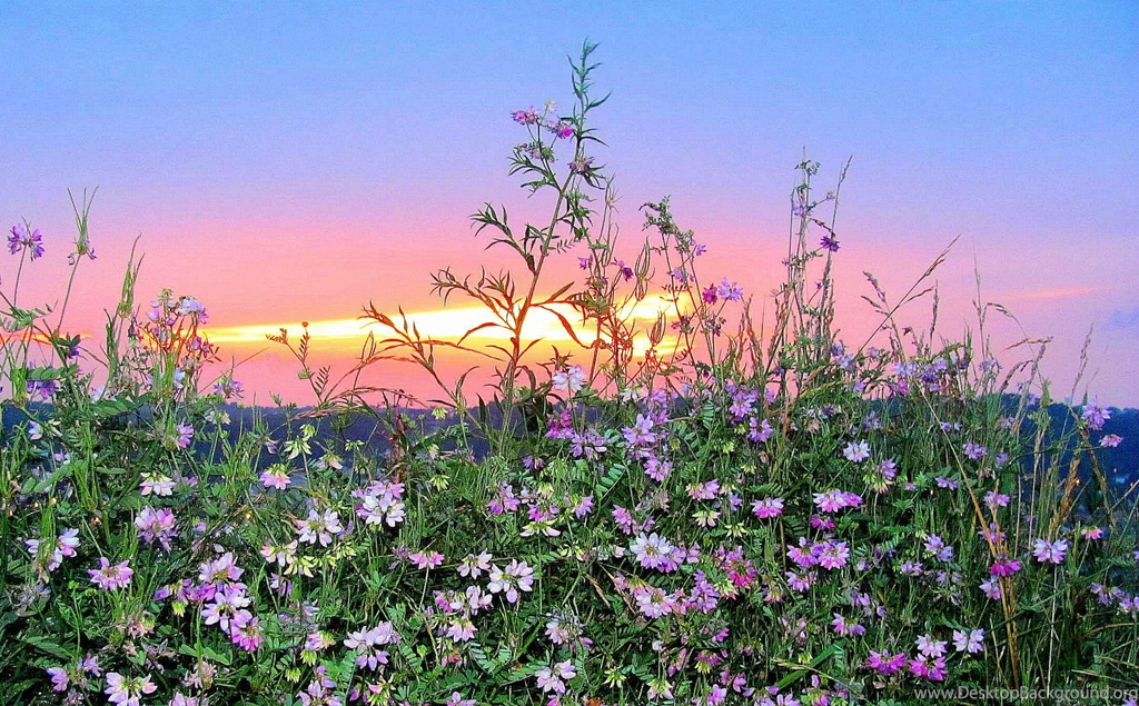 Wildflower Sunset After The Storm (