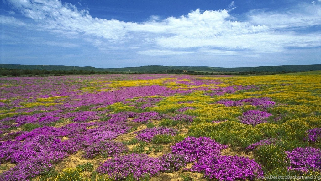 Amazing Wildflower Wallpapers