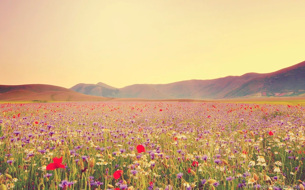 Wildflower