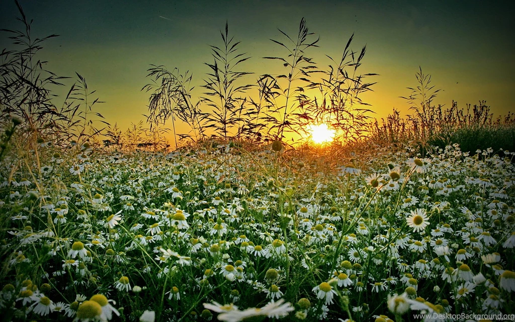 Grass Chamomile Sunset Summer Wildflower D Wallpapers