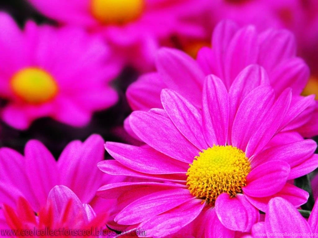 Free Flower Wallpaper Download For Desktop 1.jpg