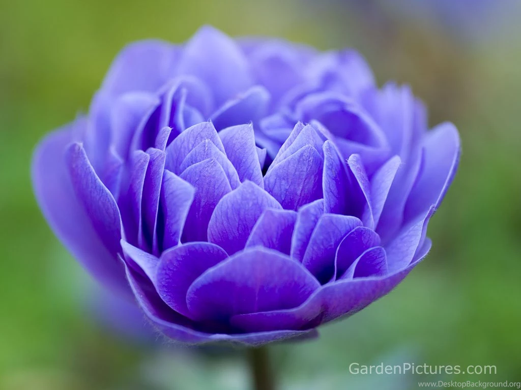 Flowers Wallpapers Desktop Desktop Backgrounds