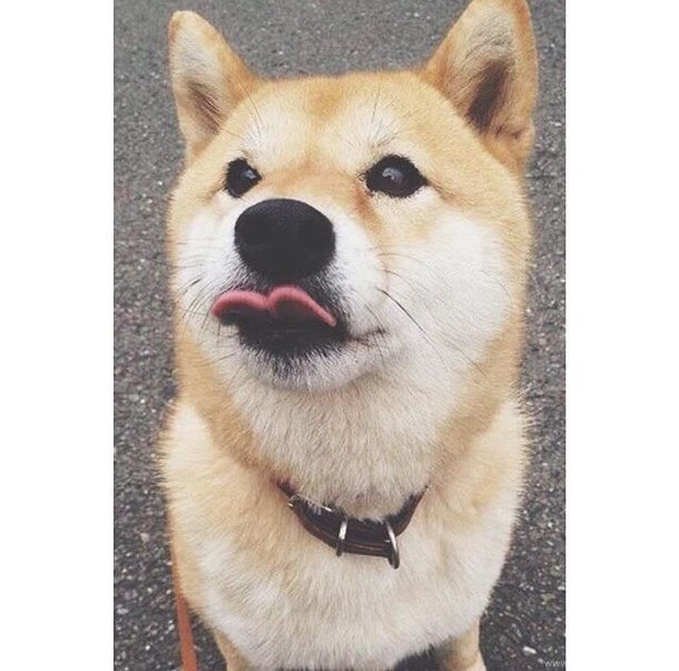 Animals, Background, Cute, Dog, Dogs Image