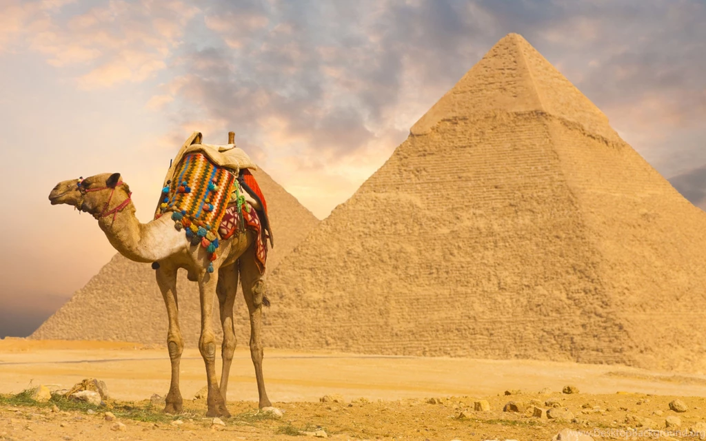 Wallpapers Camel And Pyramids Wallpapers