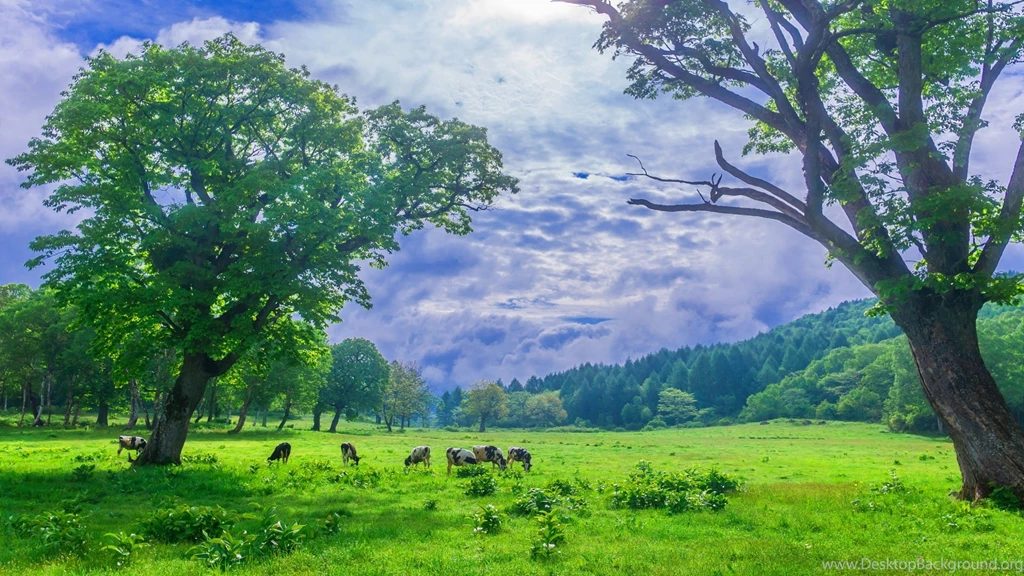 Highlands Scenery