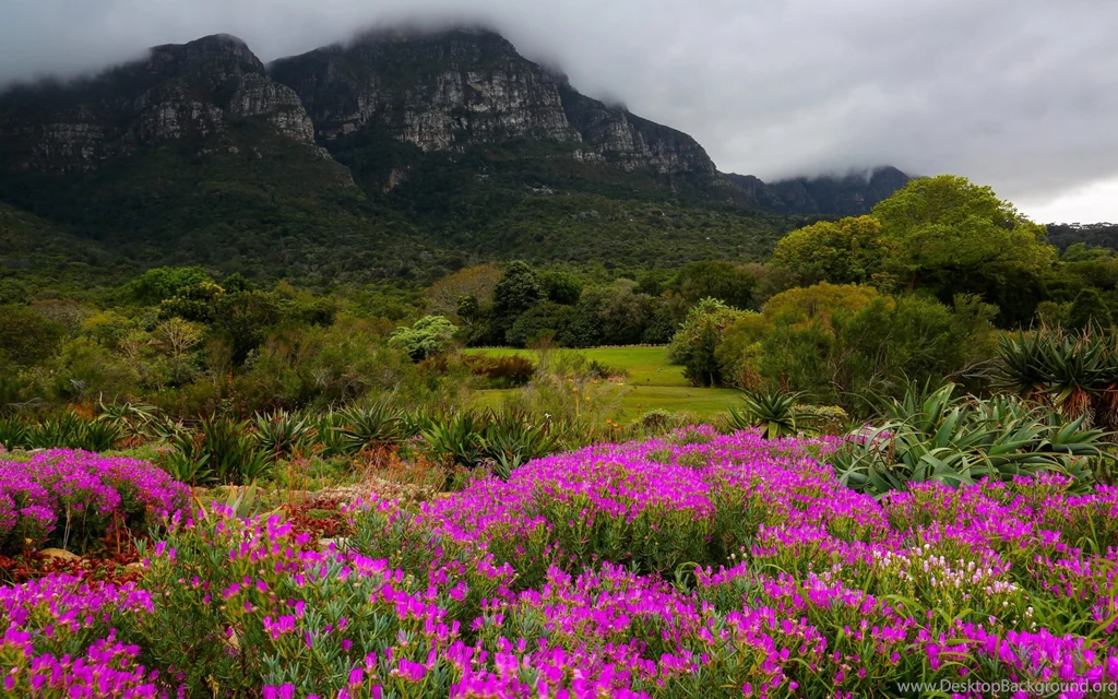 Kirstenbosch Gardens Scenery Wallpapers HD For Desktop
