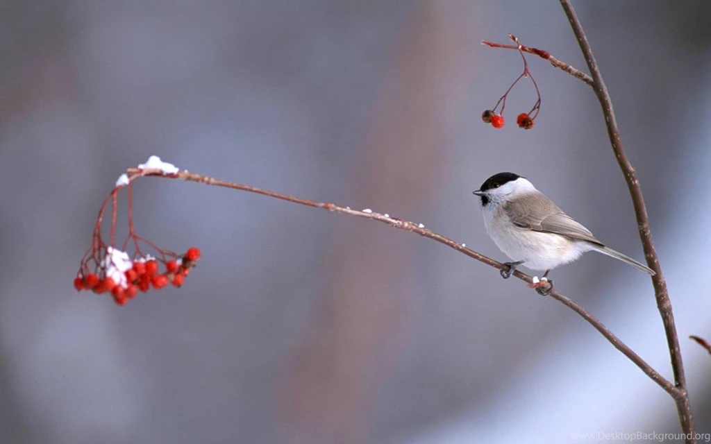 The Branches Of The Bird Wallpapers 6 － Animal Wallpapers   Free ...