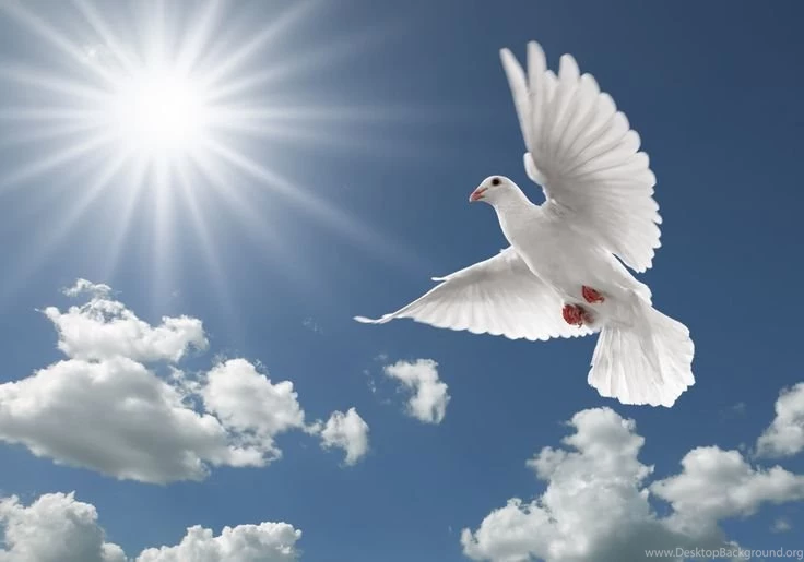 Flying pigeon hd wallpapers new desktop beautiful images of pigeon ...