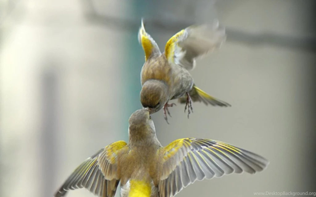 Birds Wallpapers