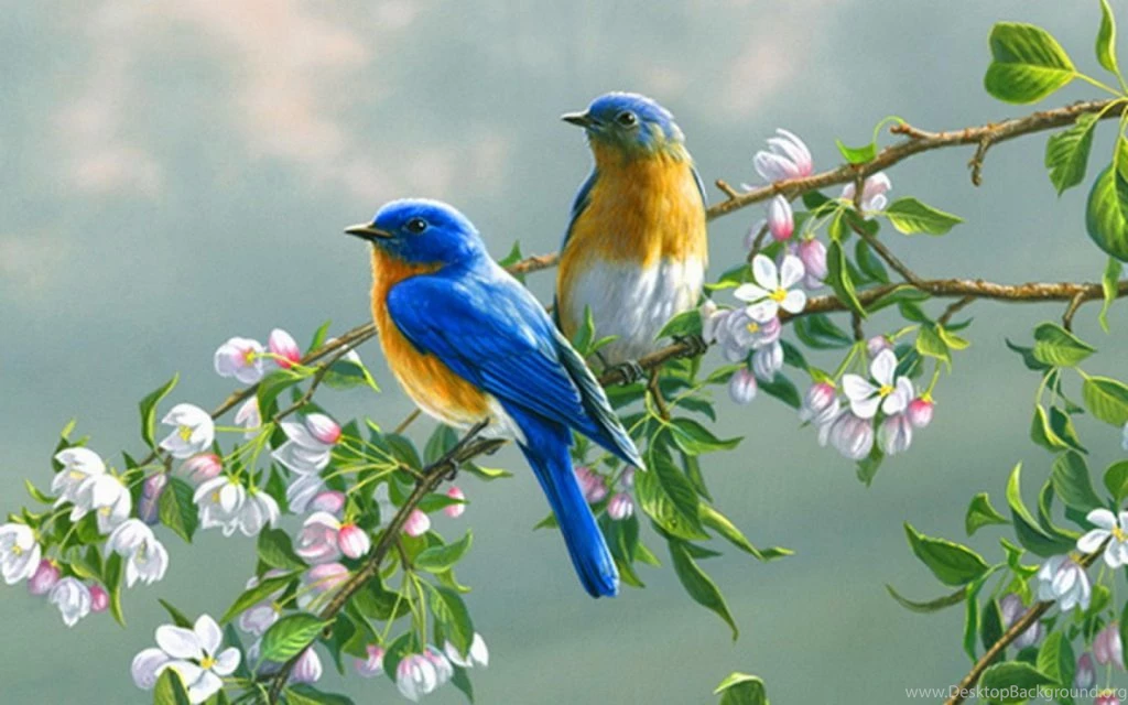 Love Birds Wallpaper Images Free Download, Wonderfull Love Birds ...