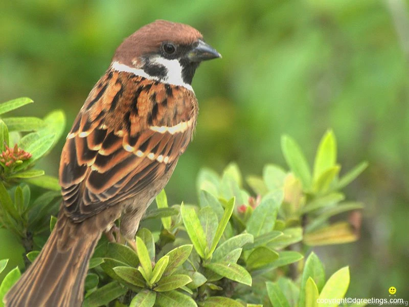 Bird Wallpapers, Free Bird Wallpapers, Bird Desktop Wallpapers