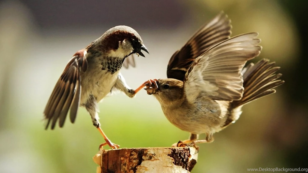 20+ Free Birds Wallpapers For DesktopPhotography Heat ...