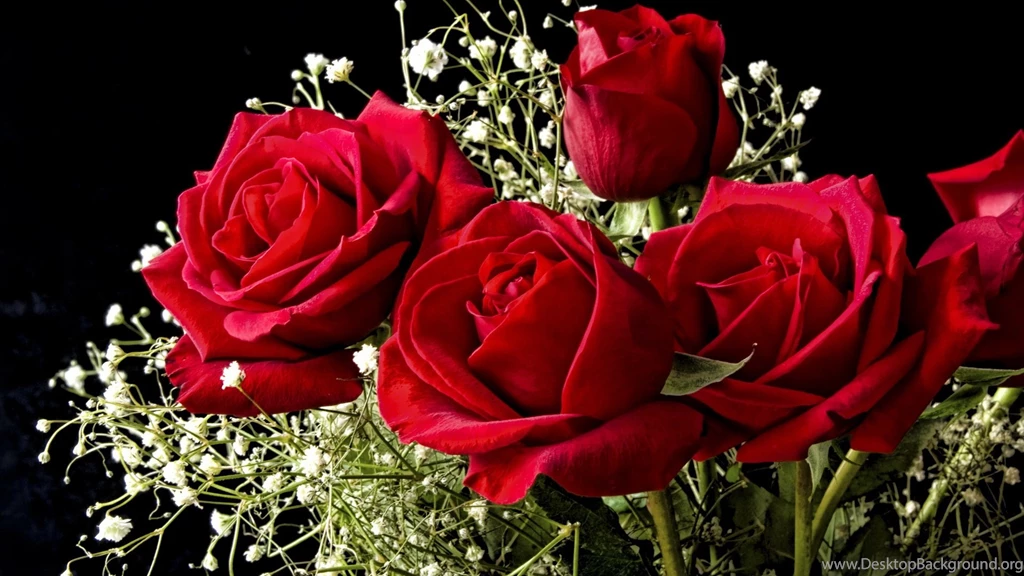Beautiful Rose Wallpapers