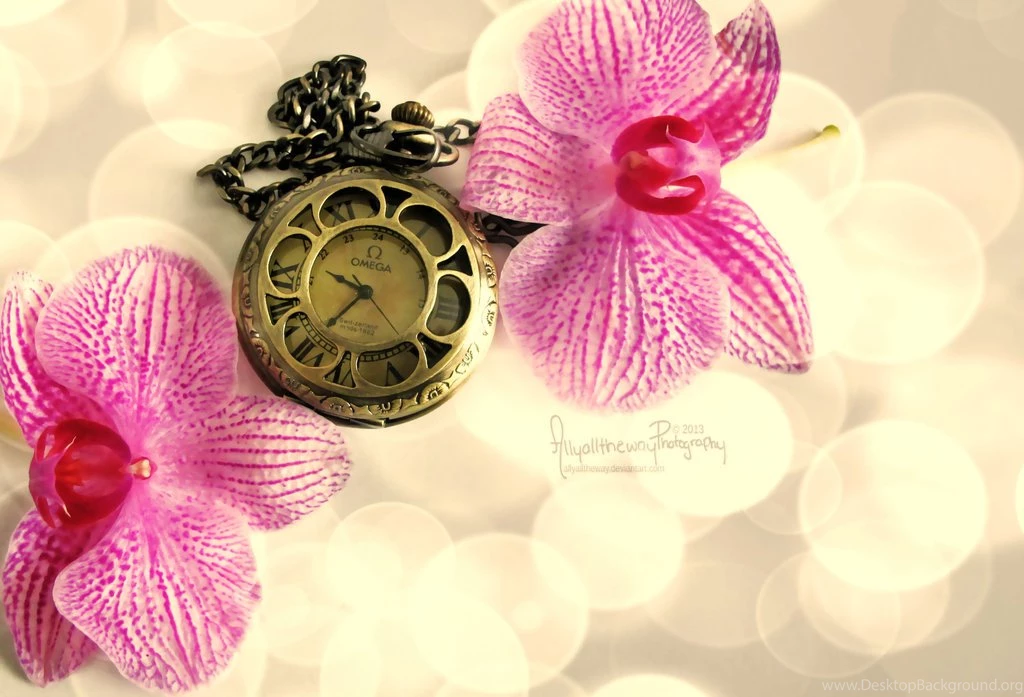 Free Download Beautiful HD Rose Wallpapers 2015