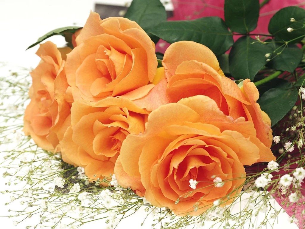 Roses Wallpapers I HD Roses Wallpapers I Best Roses Wallpapers I ...