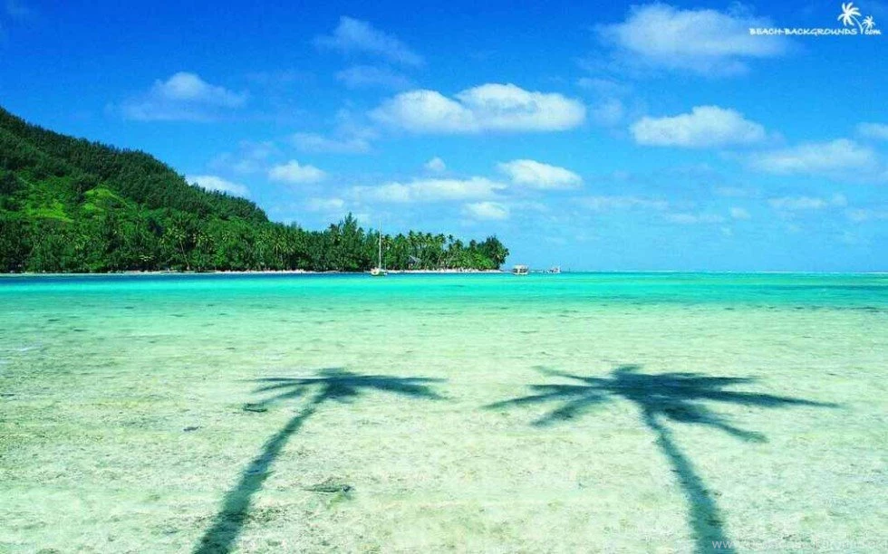 Fantastic Two Palms And Turquoise Sea Beach Wallpapers 980×612 ...
