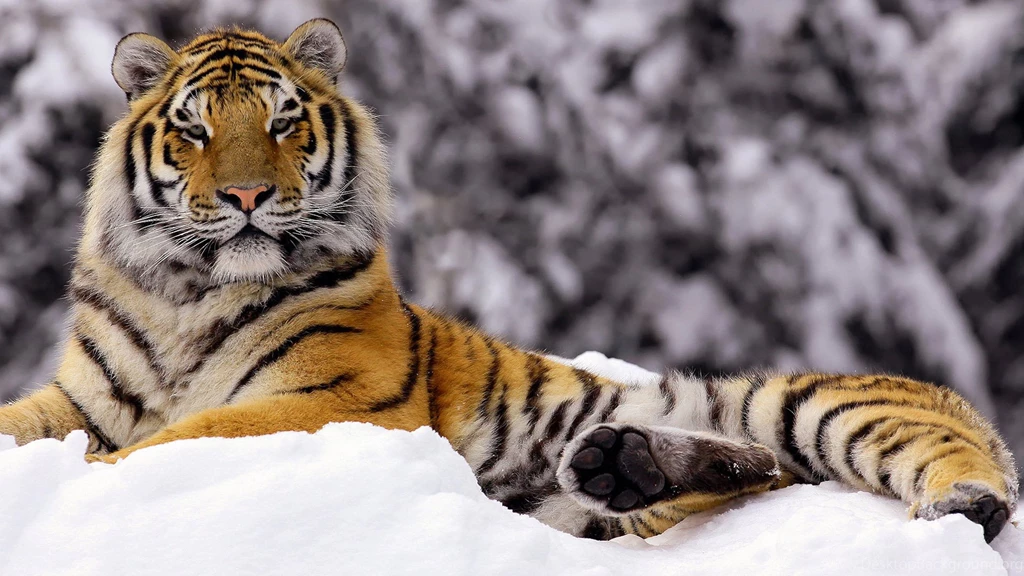 Siberian Tiger Wallpapers : HD Wallpaper, Backgrounds Wallpapers