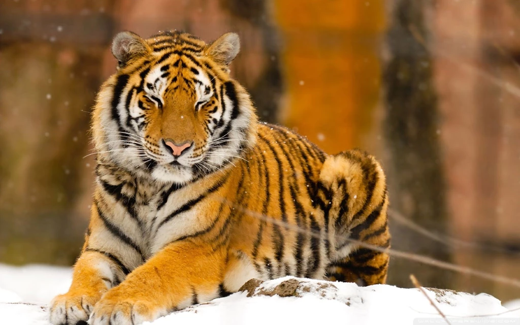 Sleepy Siberian Tiger Wild Animal HD Desktop Wallpapers ...