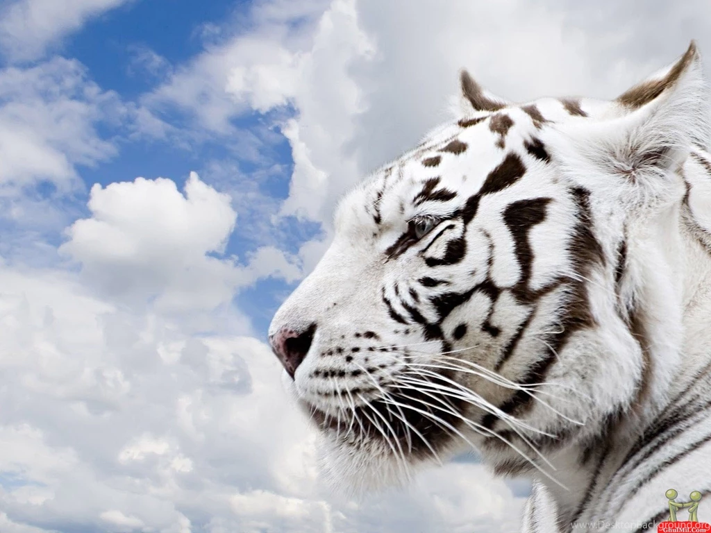 Desktop Picture Of Siberian Tiger Dowload 3d Hd Pictures.