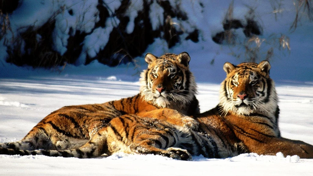 Siberian Tiger HD Wallpapers
