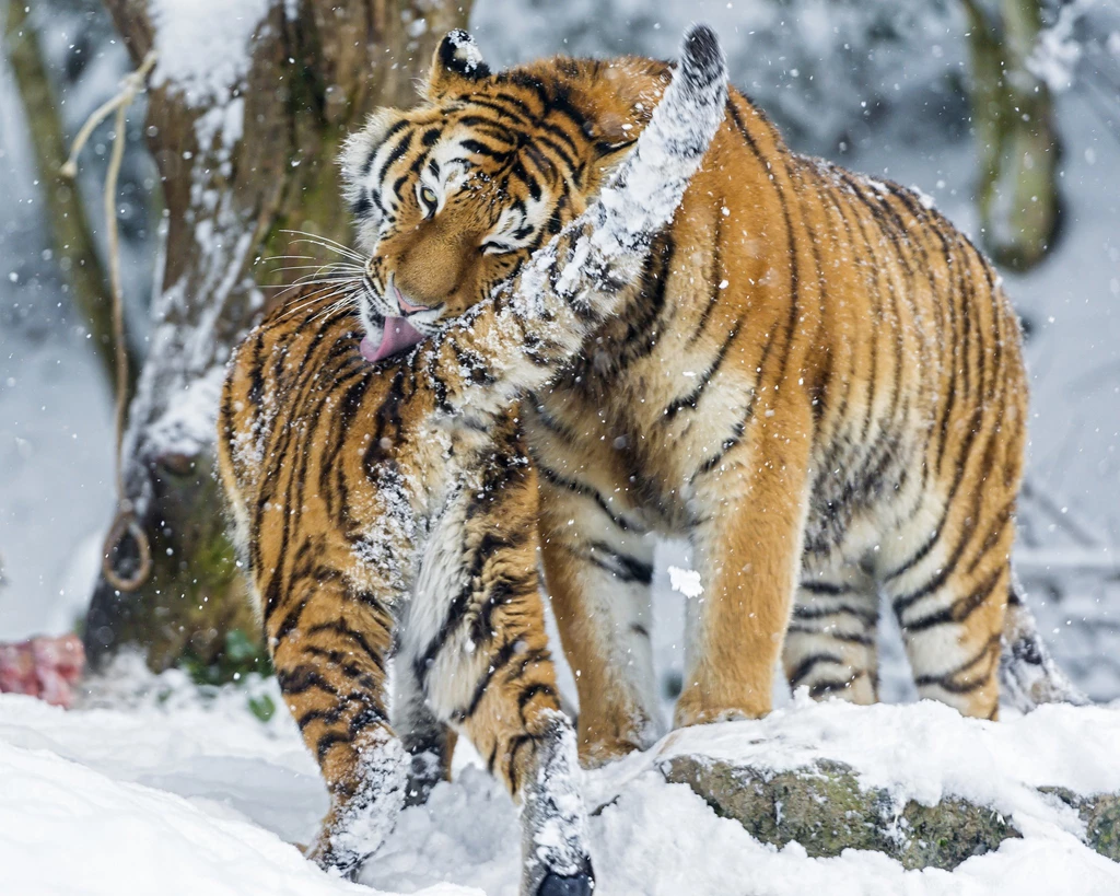30 Siberian Tiger Wallpapers Pictures