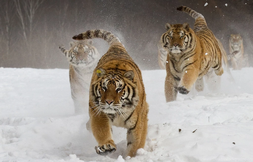 Siberian Tigers Wallpapers