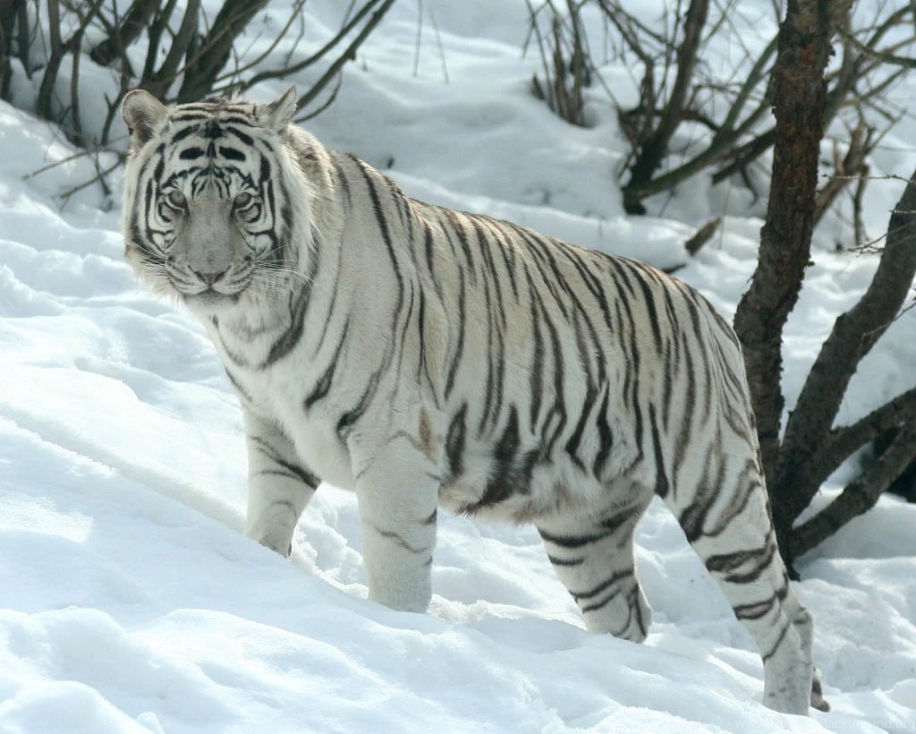 Image result for white tiger in snow