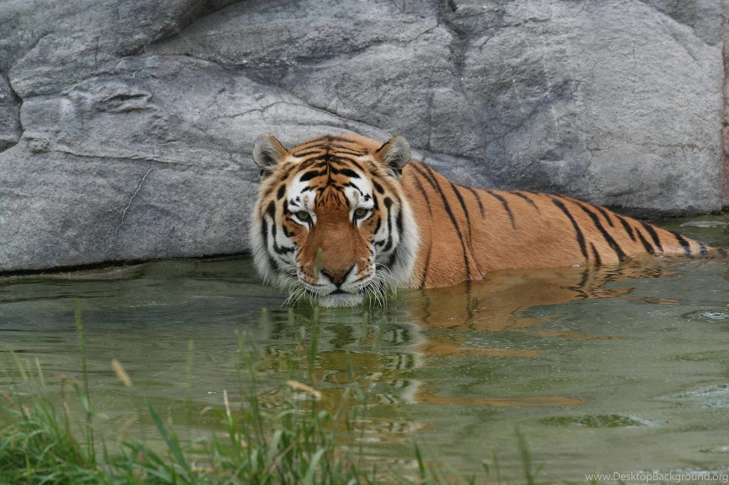 Siberian Tiger Wallpapers 9 Animal Lovers Wallpapers