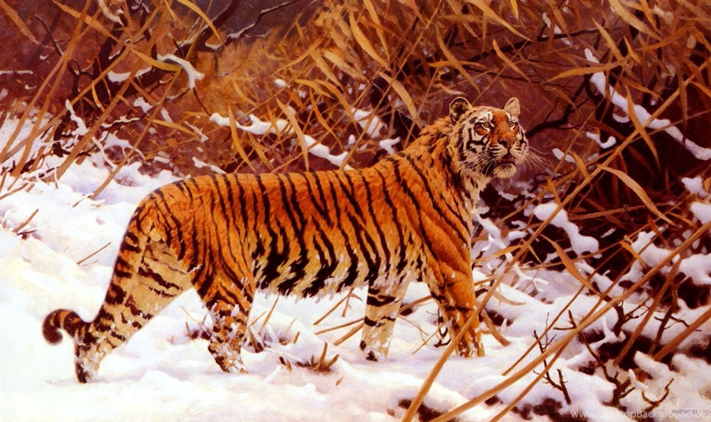 Desktop Pictures Of The Siberian Tiger Wallpapers 3d Hd Pictures.