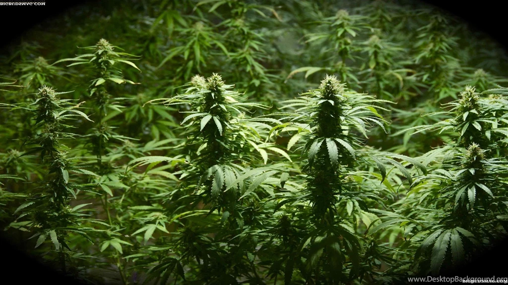 Weed Wallpapers 4d HD Wallpapers