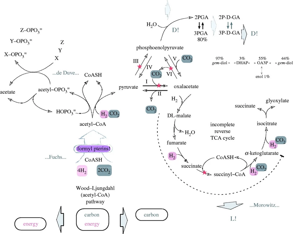 On The Origin Of Biochemistry At An Alkaline Hydrothermal Vent ...