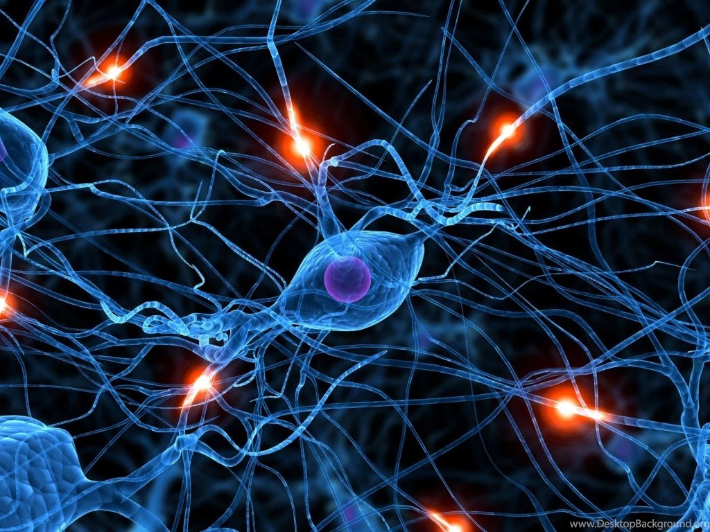Neural Connections & The ASD Toddler