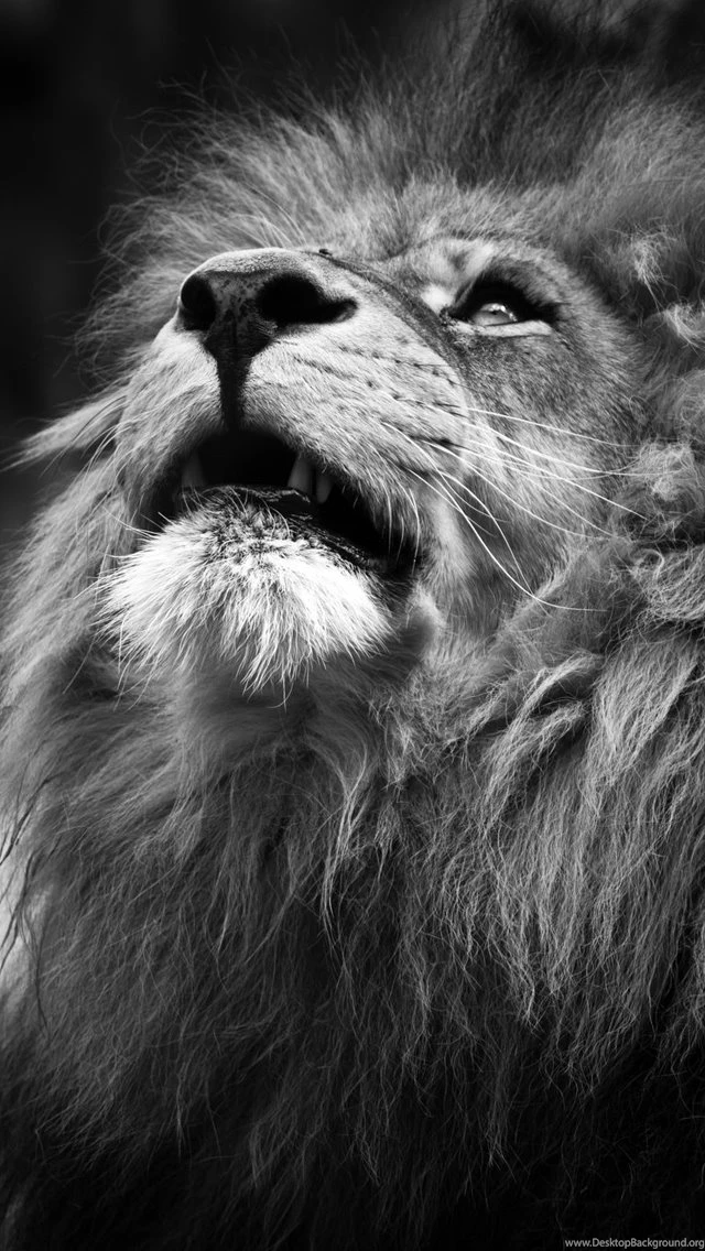 Majestic Lion Portrait iPhone 5 Wallpapers / IPod Wallpapers HD ...