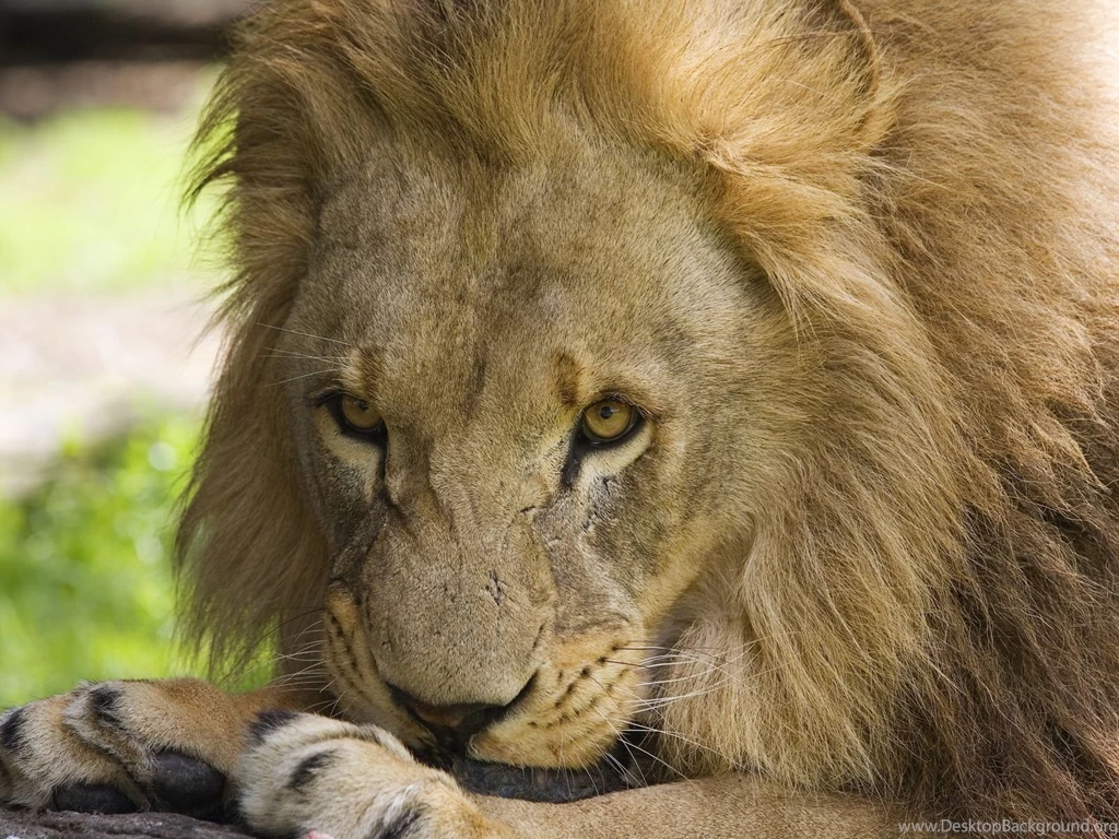 High Definition Lion Wallpapers For Free Download