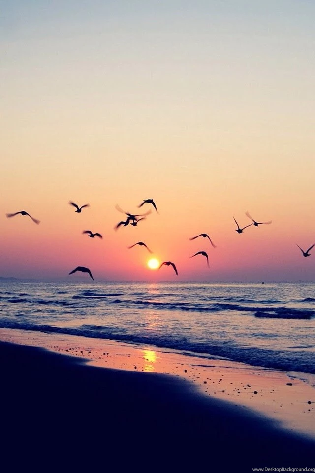 Beach Sunset Shore Birds iPhone Wallpapers / IPod Wallpapers HD ...