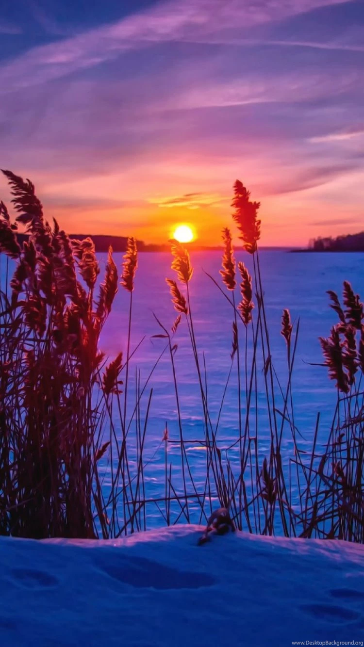 Sunset Snow Grass Winter Wallpapers For Iphone Desktop Background