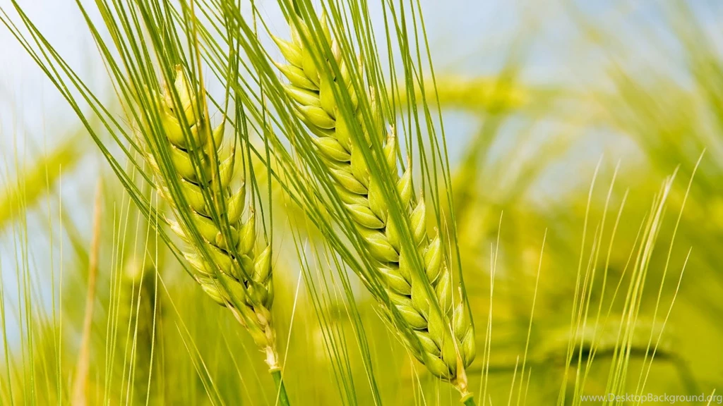 Hd nature colour full wallpapers for xp.jpg