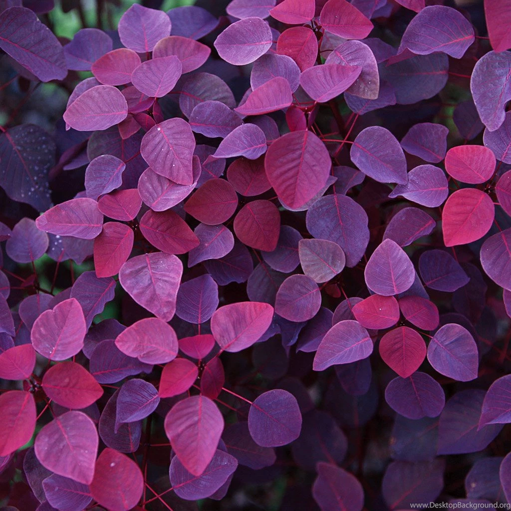 Red Purple Leaves