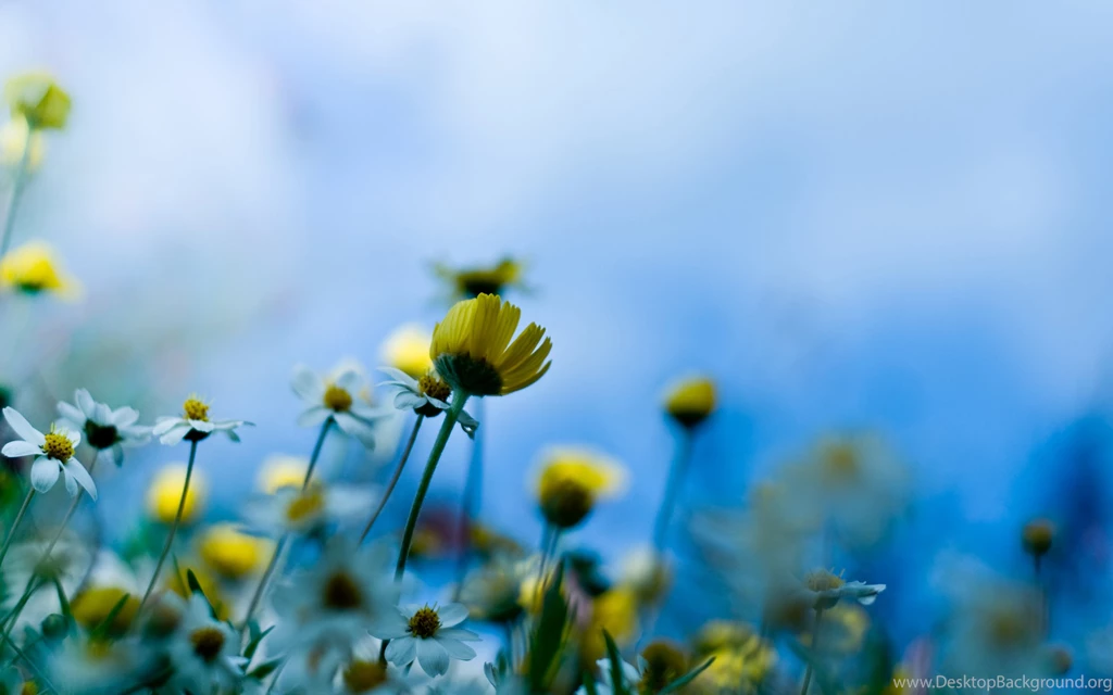 Wallpapers Hd Download