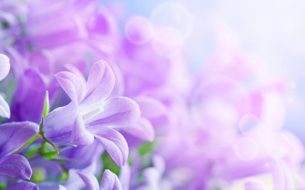 Pics Of Beautiful Flowers
